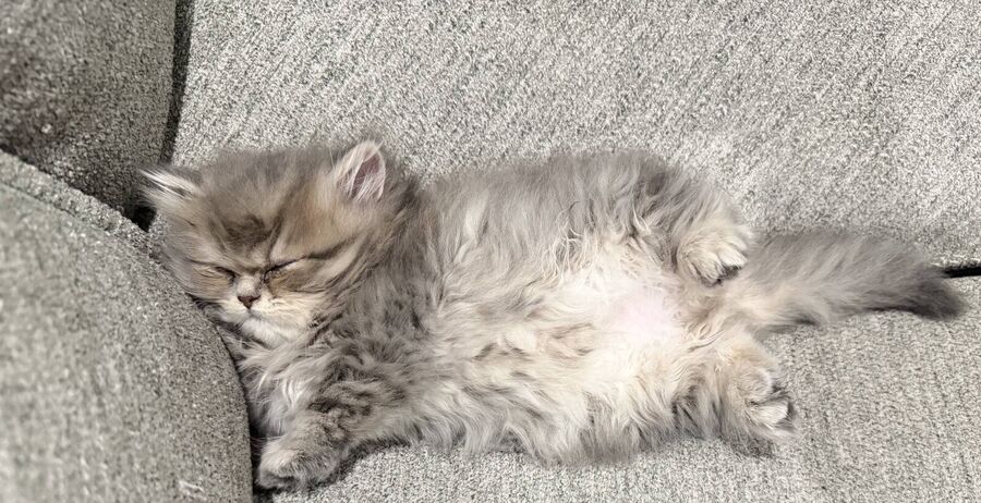 A silver kitten asleep belly-up on the couch