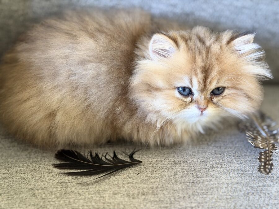 Young golden Persian kitten with blue eyes lounging next to a feather toy