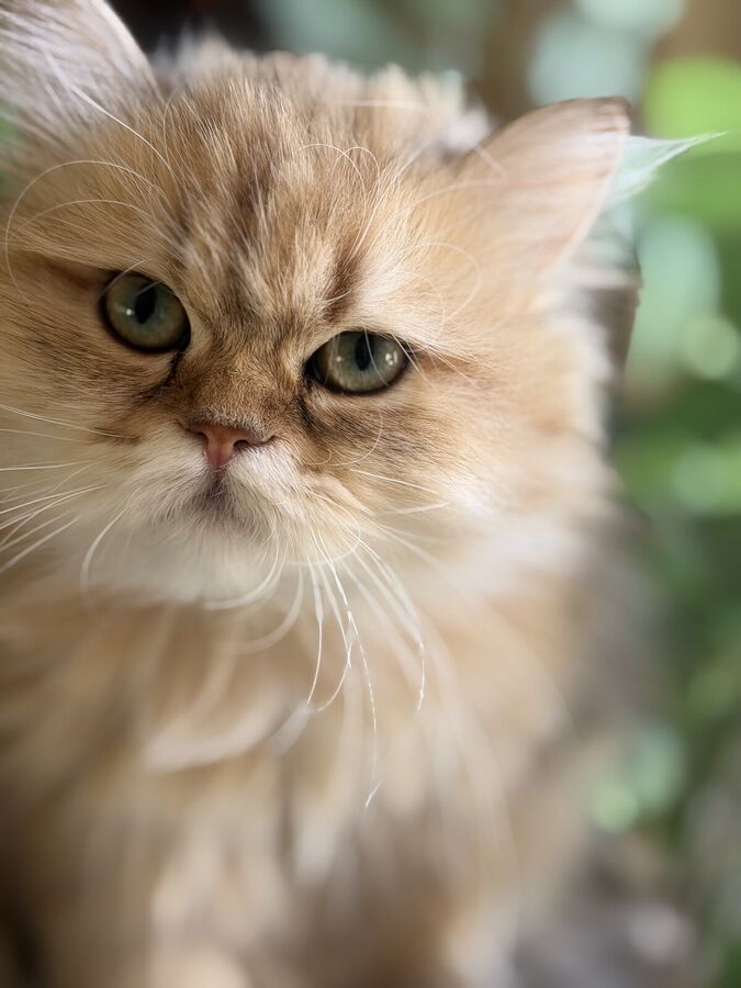 Soft dreamy close-up of Winnie, the kittens’ golden Persian mom