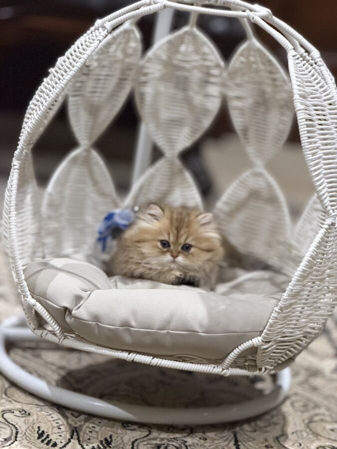 Golden Persian kitten with a blue bow sitting in a white wicker egg chair