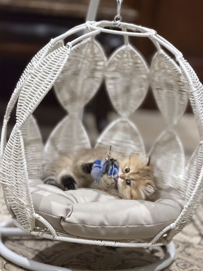 Two kittens with blue bows snuggled together in a white wicker egg chair