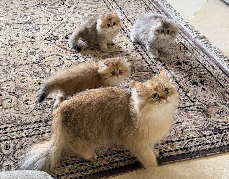 Winnie and her three kittens together on an oriental rug