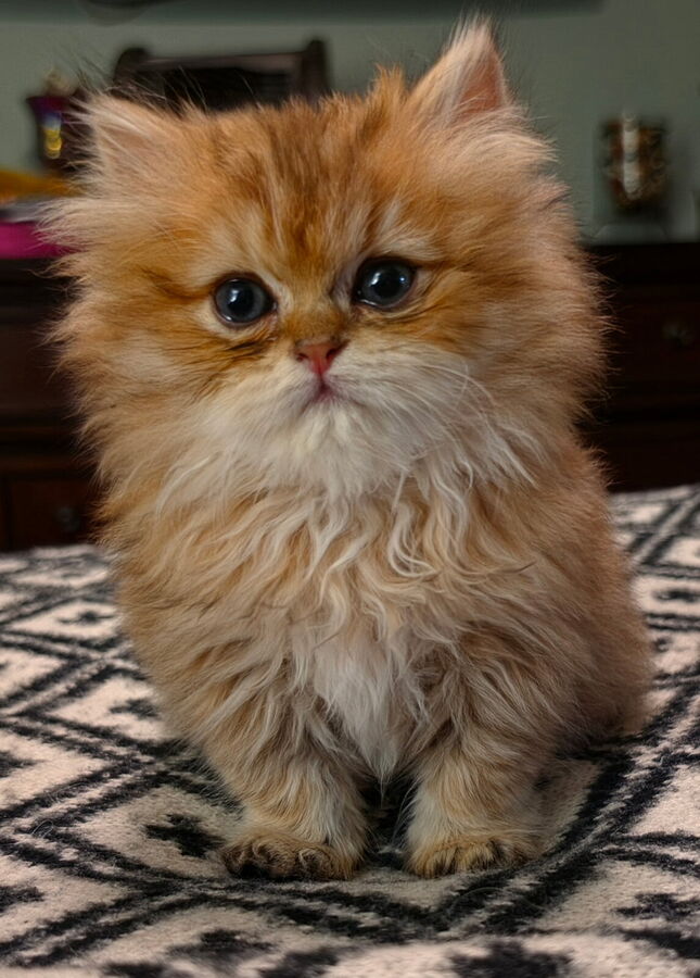 Golden Persian kitten standing on a patterned rug, facing the camera