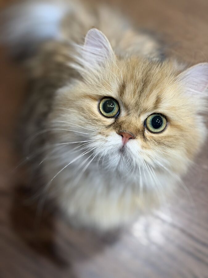 A golden shaded Persian kitten gazing up from the wood floor