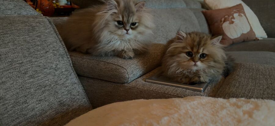 Louis and Winnie, the kittens' dad and mom, lounging on the couch