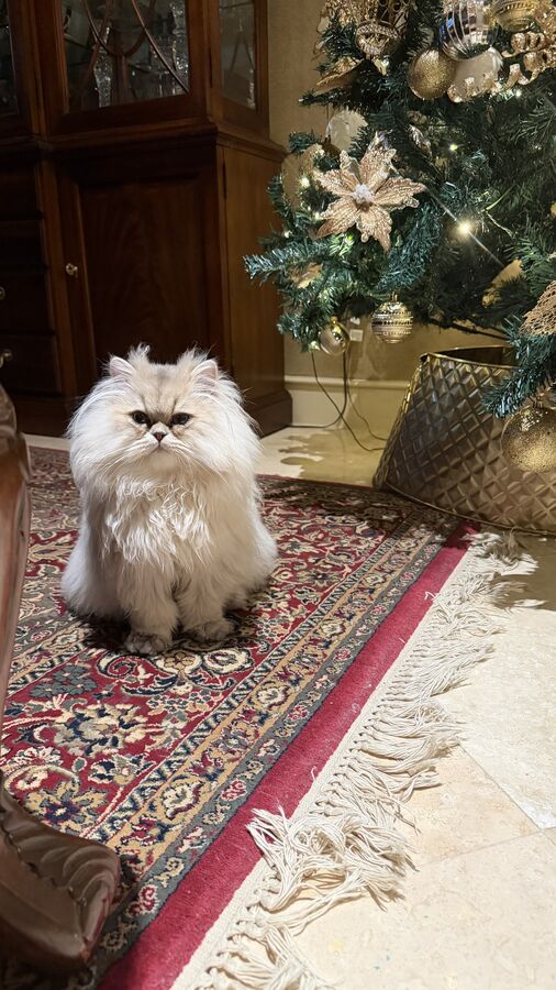 Louis sitting under the Christmas tree on a red rug
