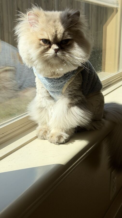 Louis, the kittens' dad, sitting on a sunny windowsill in a blue fleece vest