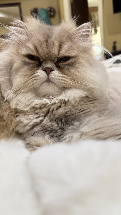 Close-up of Louis, a golden shaded Persian with a magnificently serious expression