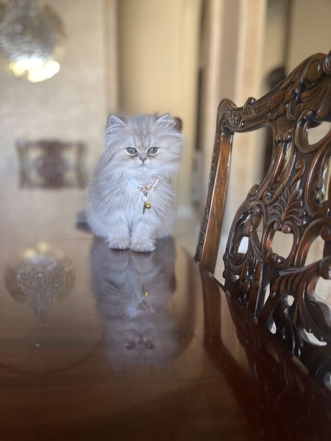 Louis as a kitten, sitting on the dining room table
