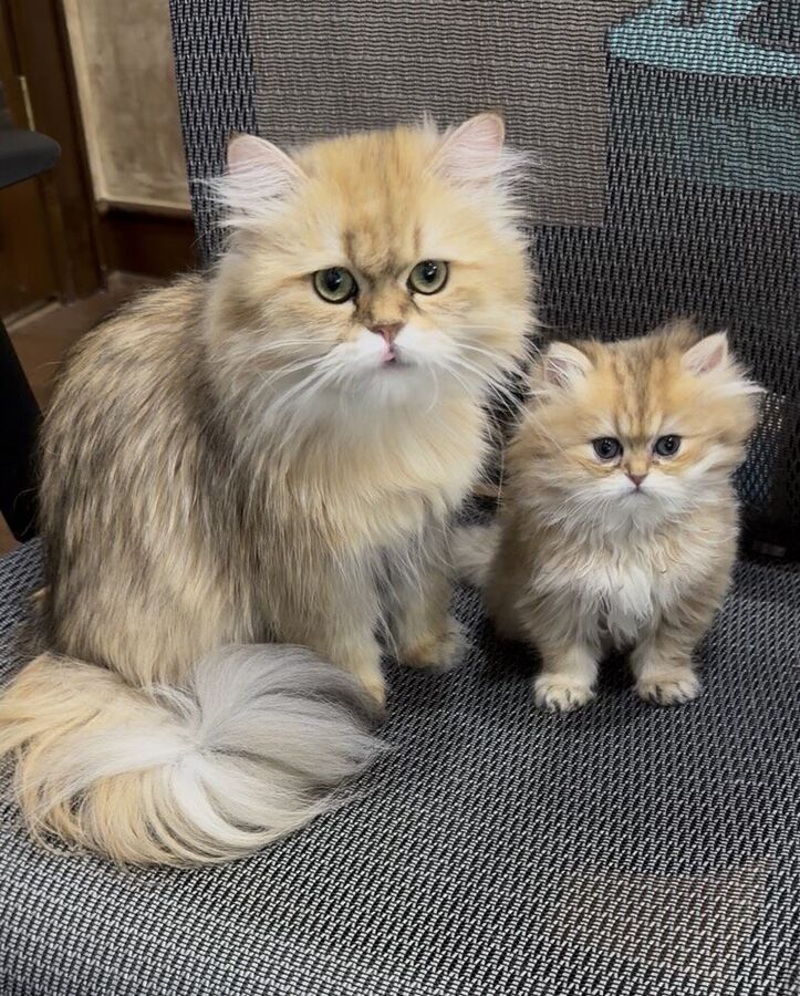 Winnie, the kittens’ golden Persian mom, seated beside one of her tiny kittens