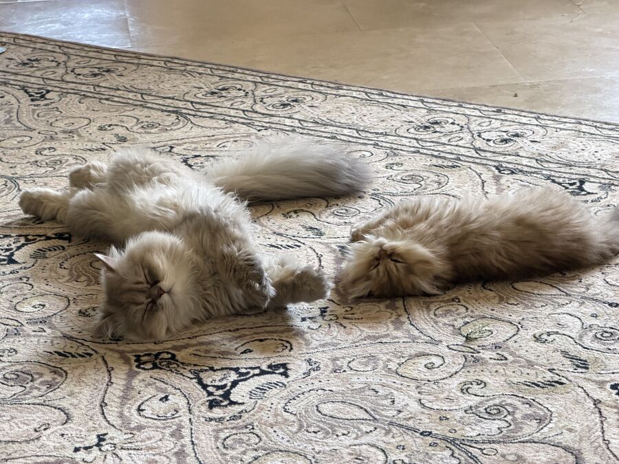 Louis and Winnie asleep on their backs on the living-room rug