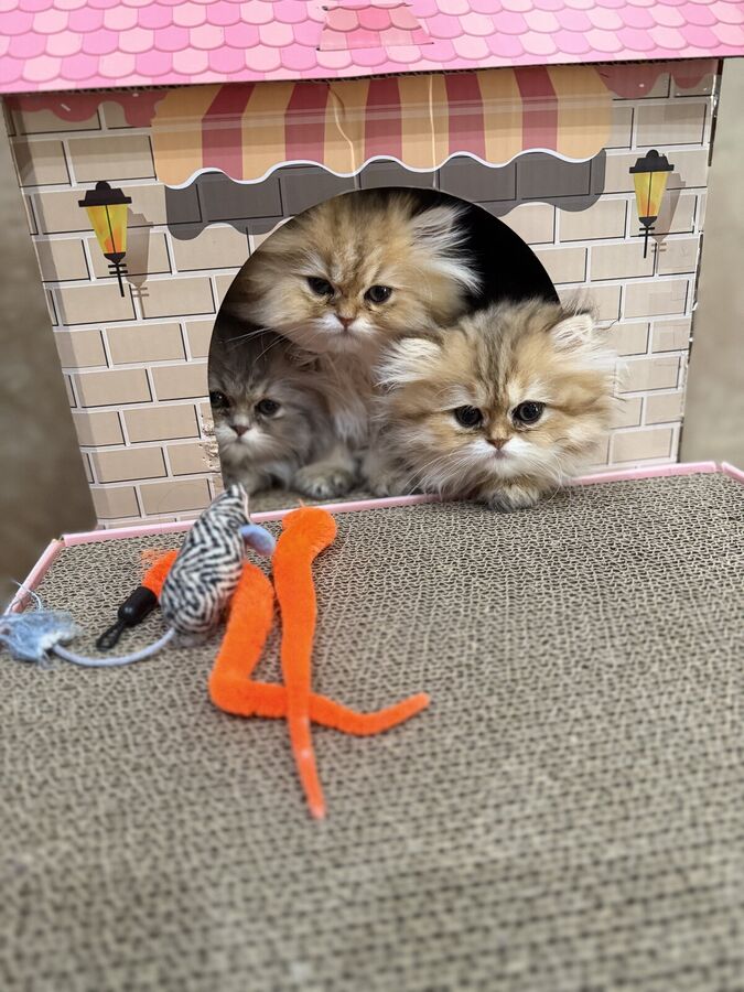 Three Persian kittens peeking out of a pink cardboard playhouse
