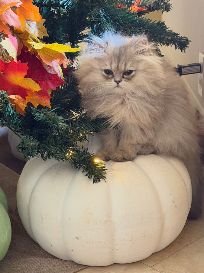 A silver Persian perched on a white pumpkin beside autumn leaves