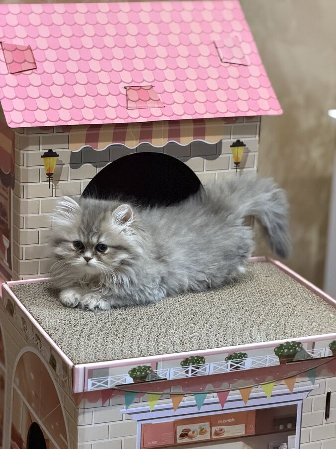 Silver Persian kitten loafing on top of a pink cardboard playhouse