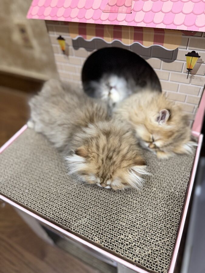 A pile of Persian kittens napping together
