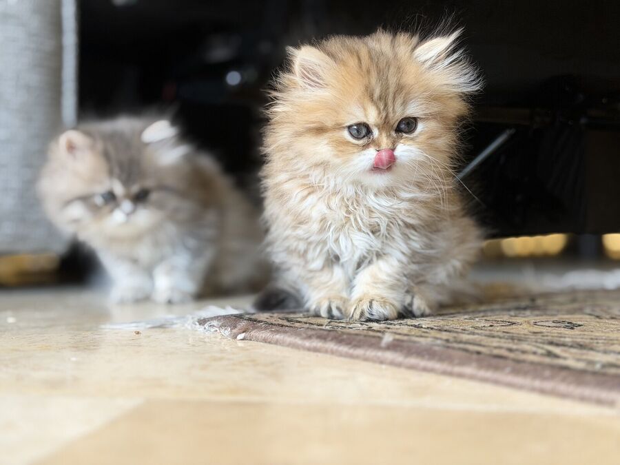 Two Persian kittens on the rug, the golden one mid-lick with her tongue out