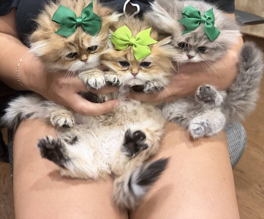 Sleepy, Meredith Gray, and Minnie with green bows, held in Hana's lap